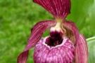 Cypripedium Pixi